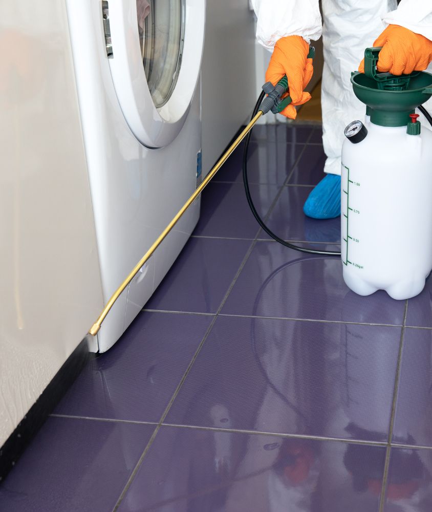 Dedetização em Belo Horizonte