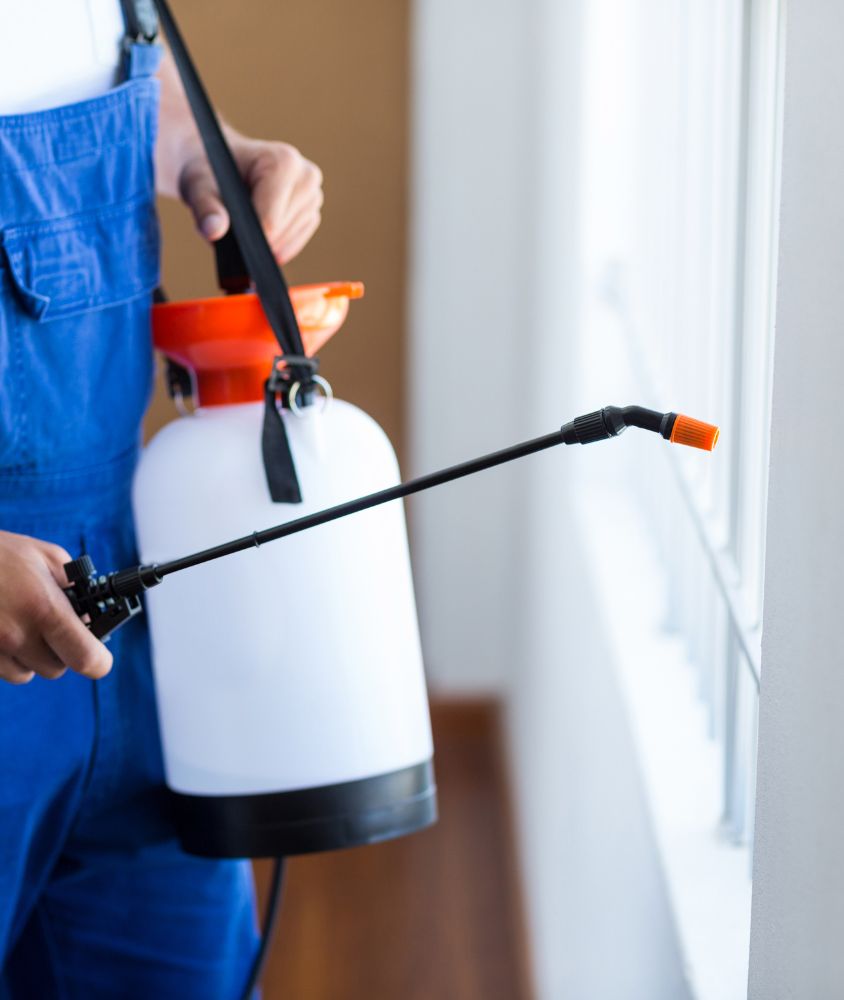 dedetizador em Belo Horizonte