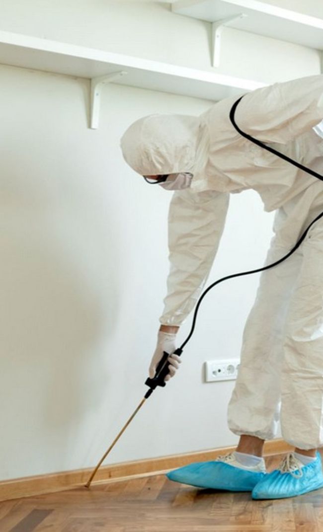 dedetizadora em Belo Horizonte